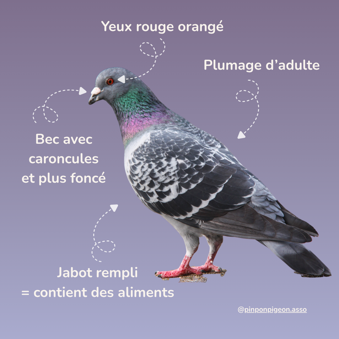 Comment reconnaître un pigeon adulte