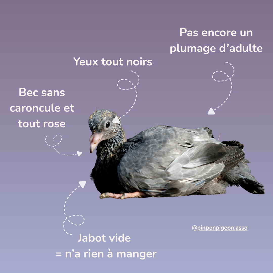 Comment reconnaître un bébé pigeon