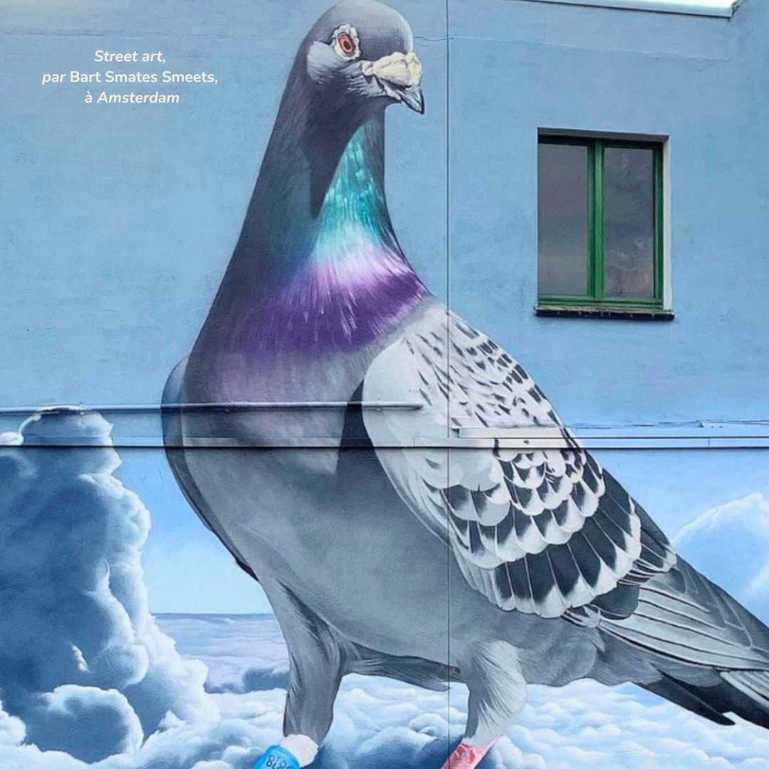 Street art pigeon